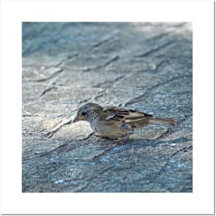 Sparrow Bird Closeup Urban Wildlife Posters and Art